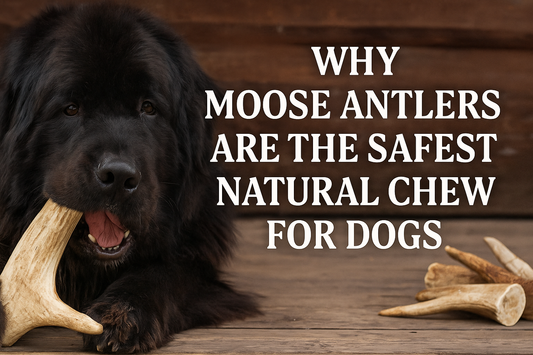 Why Moose Antlers Are the Safest Natural Chew for Dogs