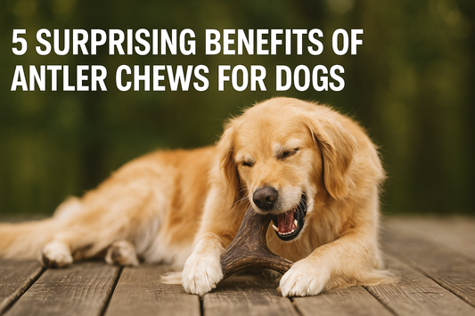 5 Surprising Benefits of Antler Chews for Dogs