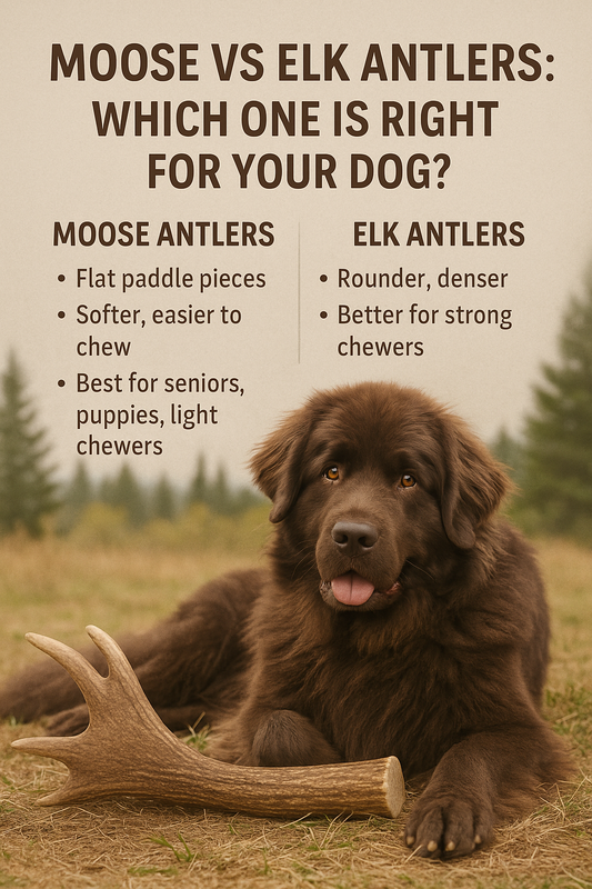 Moose vs Elk Antlers: Which One Is Right for Your Dog?
