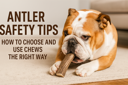 Antler Safety Tips: How to Choose and Use Chews the Right Way