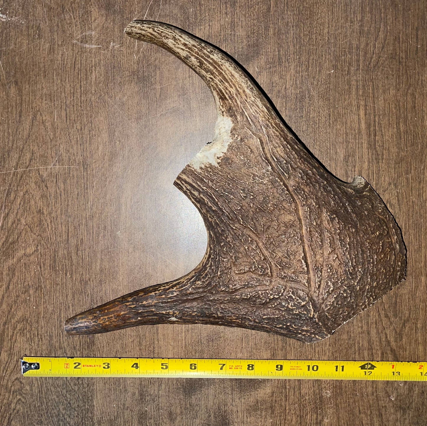 Clearance-24-Massive Moose Paddle