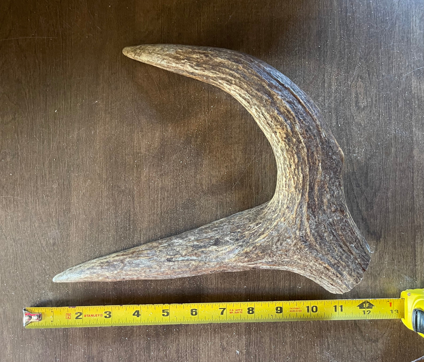 Sept-15 Massive Moose Claw for powerful chewers