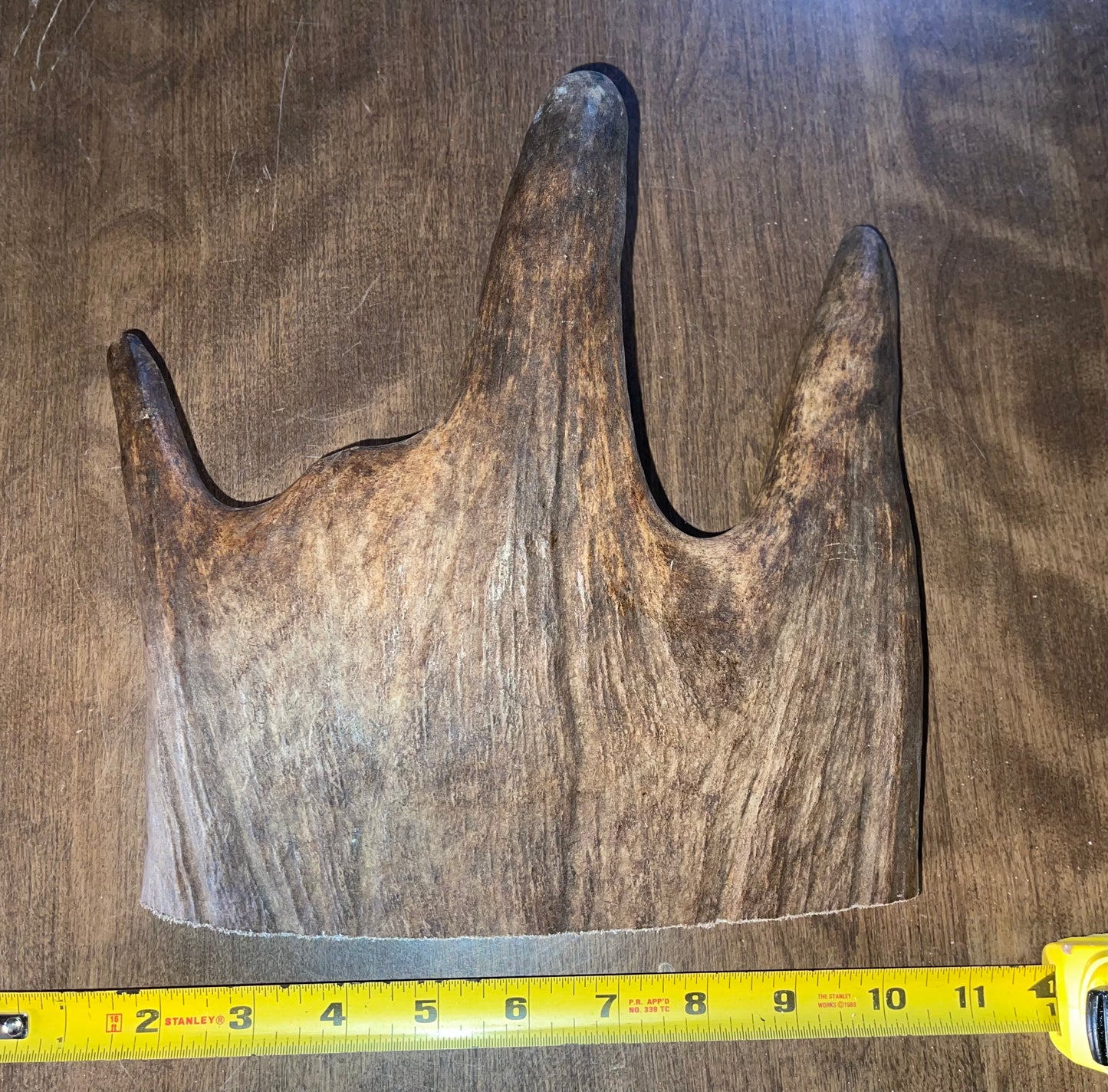 Dec-7 Monster Moose Paddle XL for good chewers