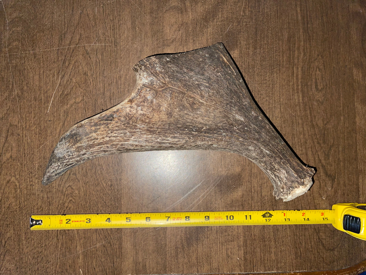 BF-117-Moose Beam With Tine Attached