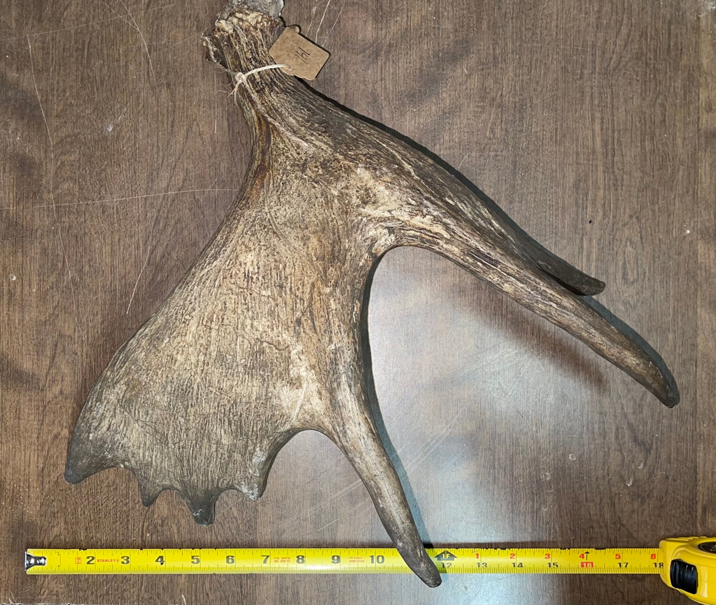 BF-141-Moose Shed