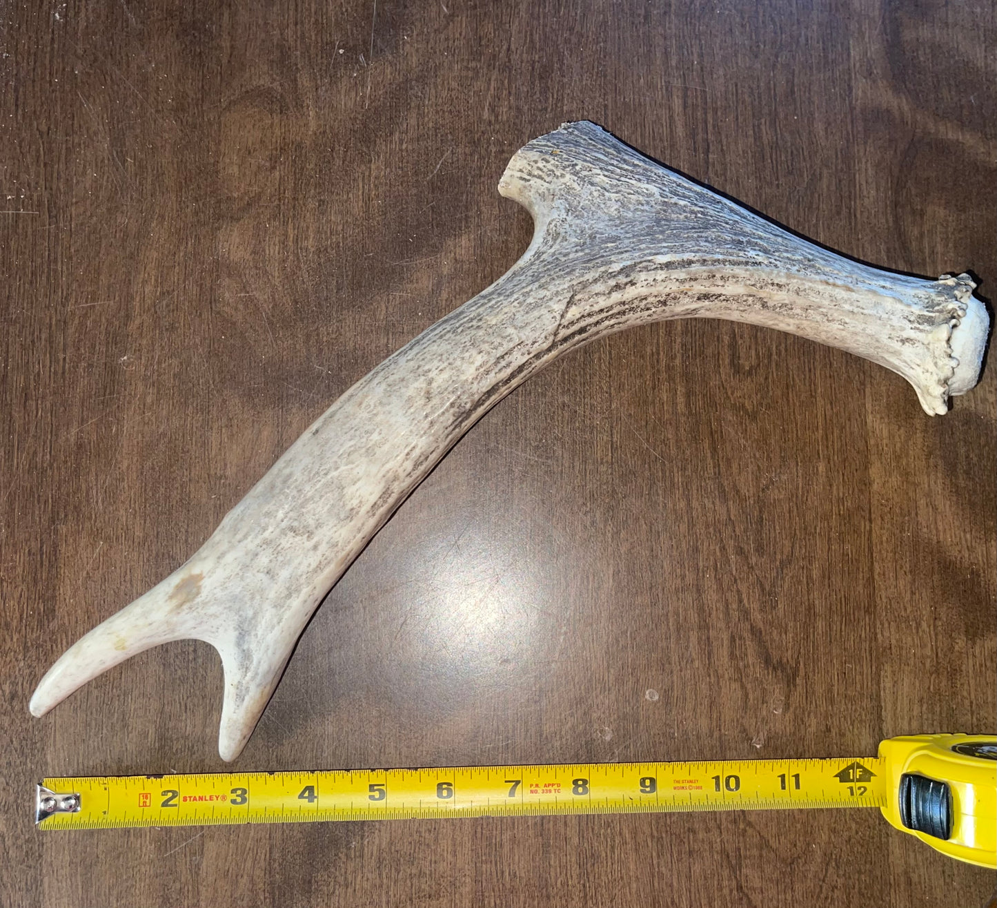 Sept-21-Moose Tine with Beam For good /very good chewers