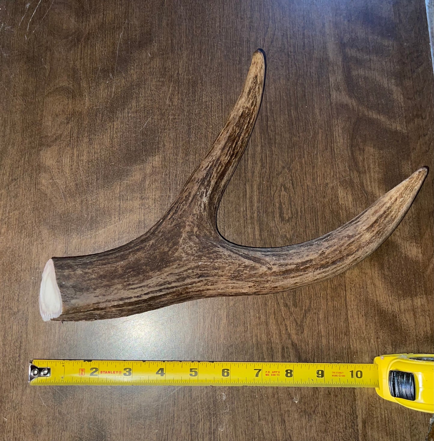 Dec-14 Monster Moose Claw for Very Good chewers