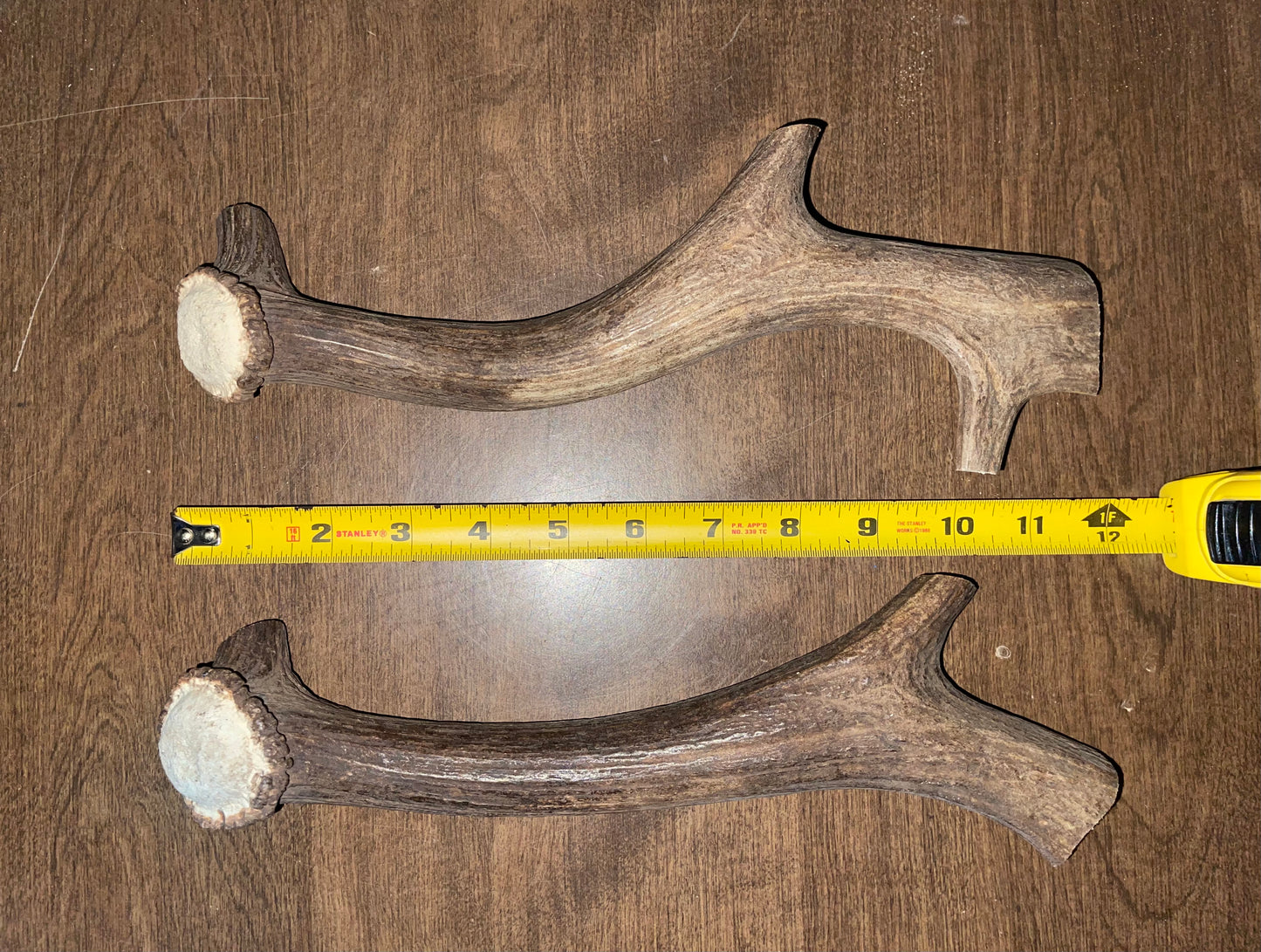 BF-71- Fallow Deer Beam Duo