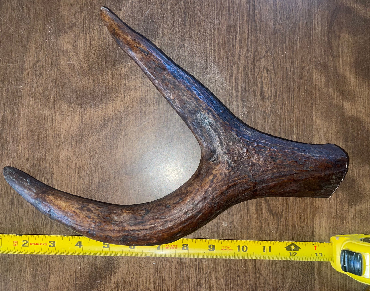 March-4 Monster Moose Claw XLarge for very good chewers