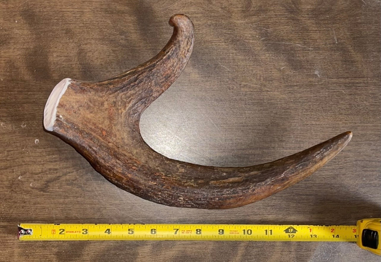 Aug-24 Massive Moose Claw for Powerful Chewers