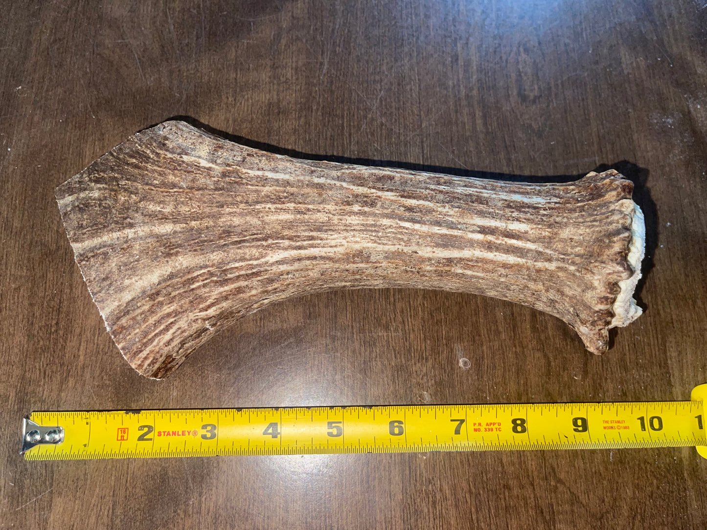Sept-8-Monster Moose Beam XL For Powerful chewers