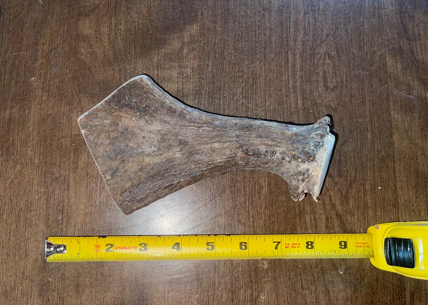 July-8 Moose Beam for good chewers