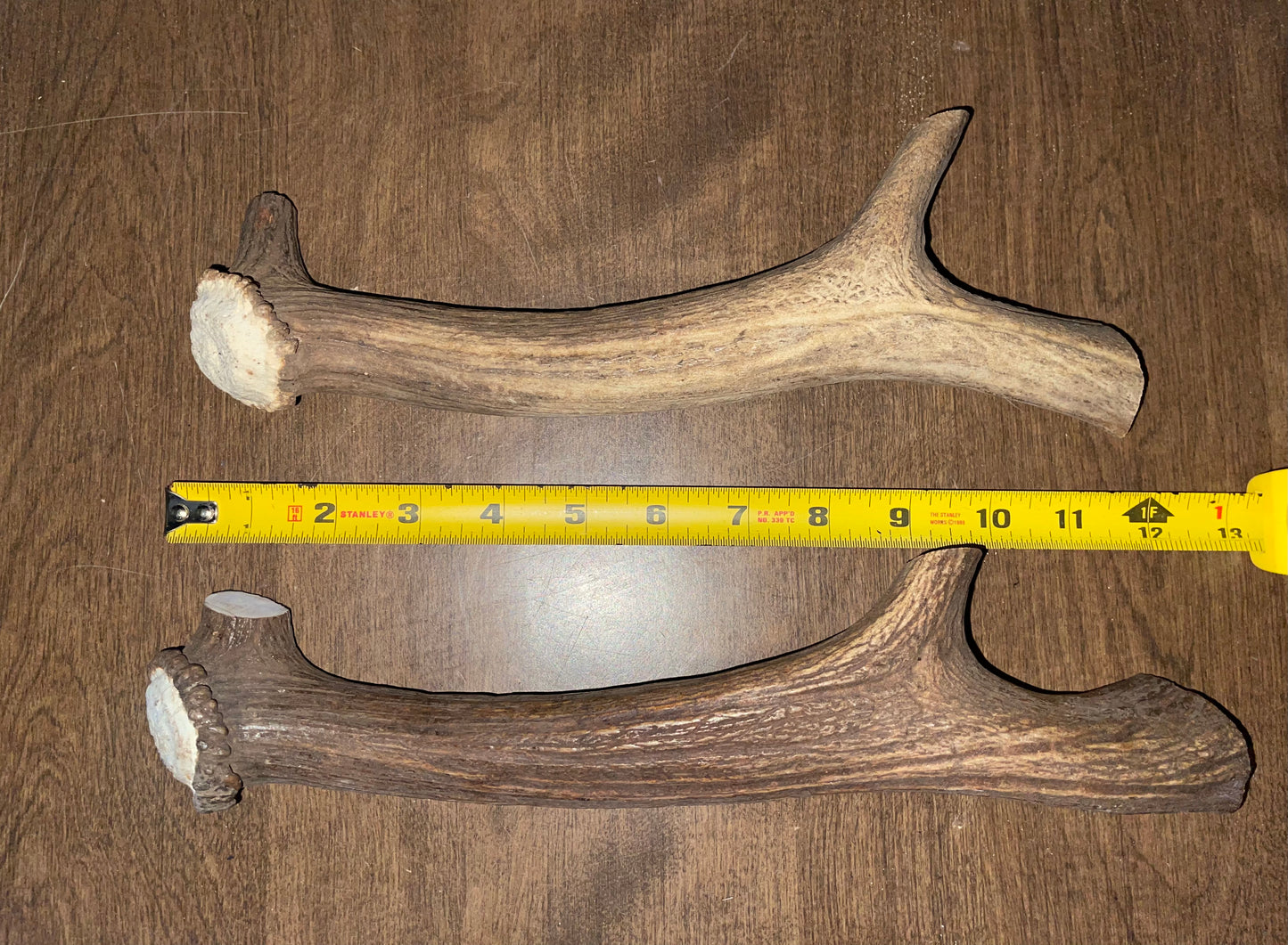 BF-72- Fallow Deer Beam Duo