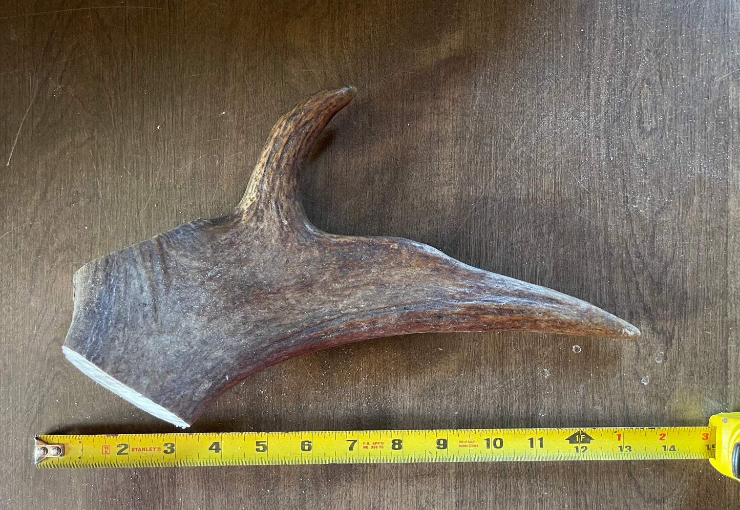 Sept-14 Monster Moose Tine for powerful chewers