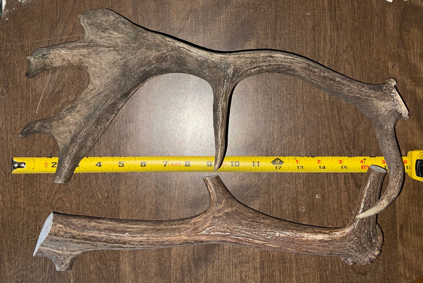 BF-67- Fallow Deer Shed /Beam Duo