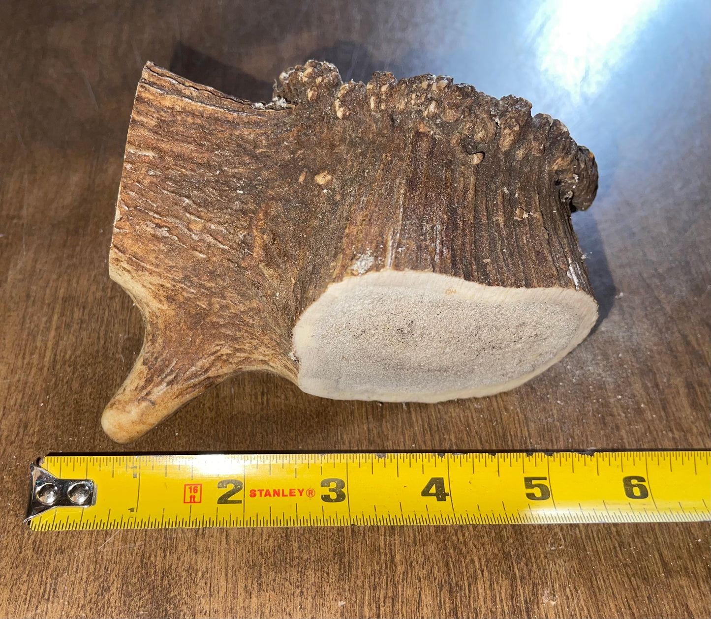 June-12 Elk Burr for very good chewers ( dogs up to 60 lbs)