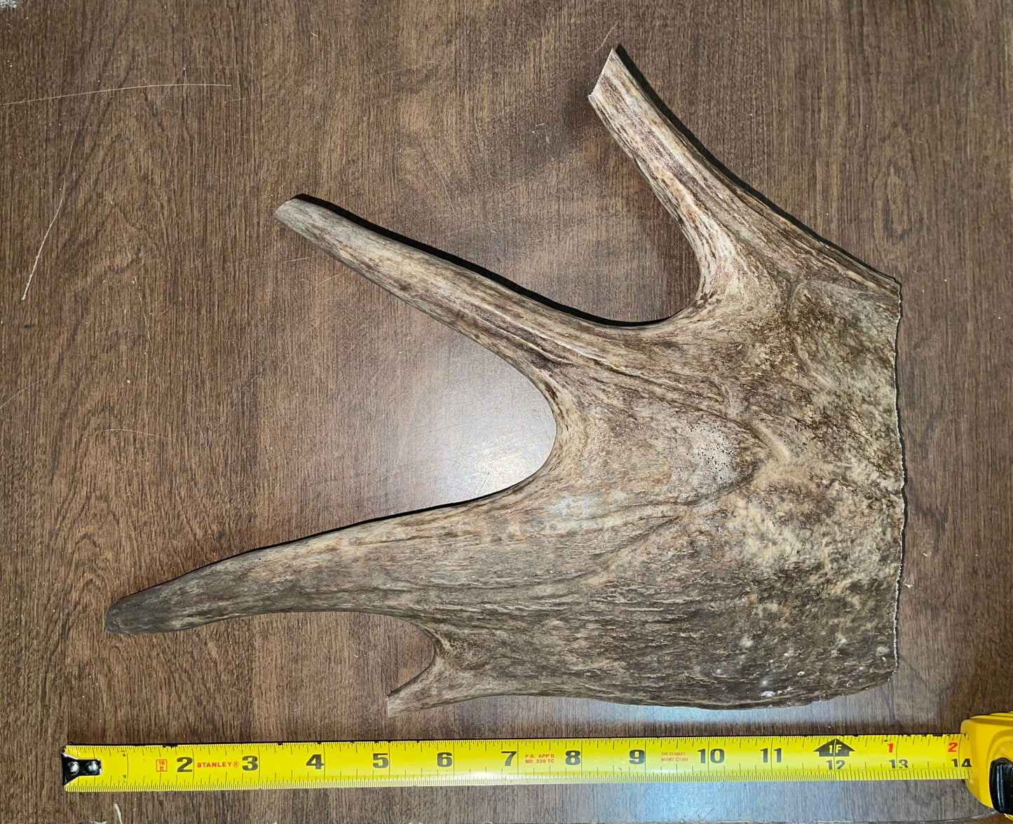 BF-47- Monster Moose Paddle