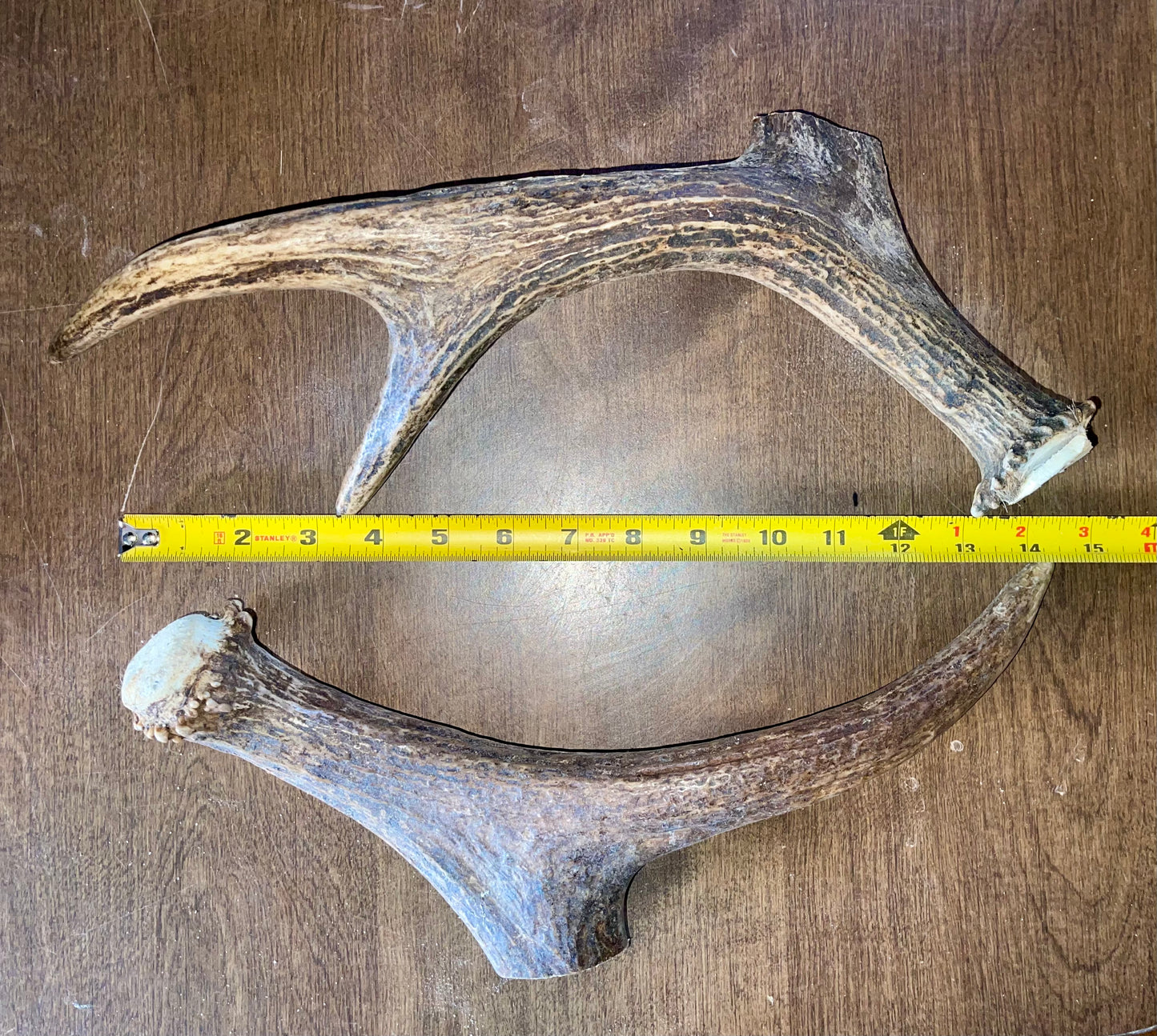 Clearance-3-Moose Beam/Tine Duo