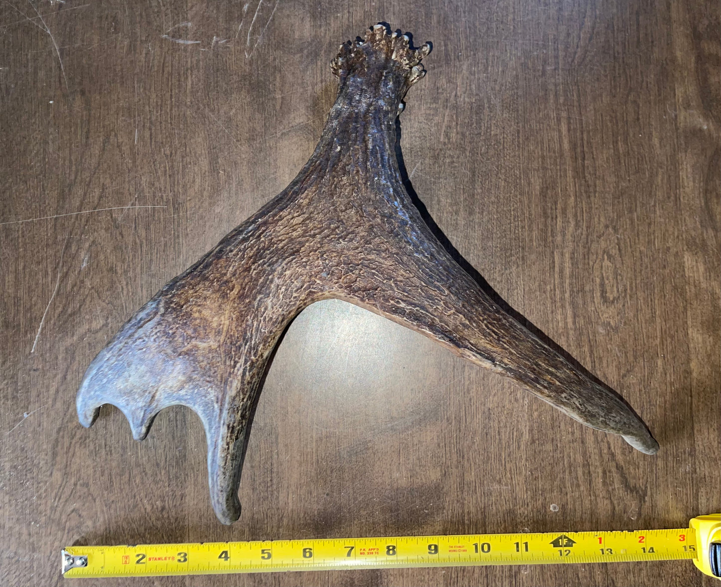 Clearance-33 Moose Shed