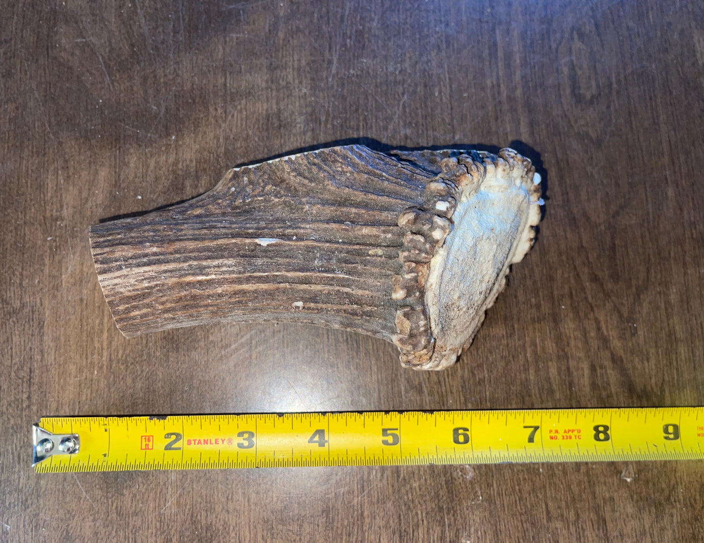 Sept-20-Elk Chunk with Burr For very good /powerful chewers