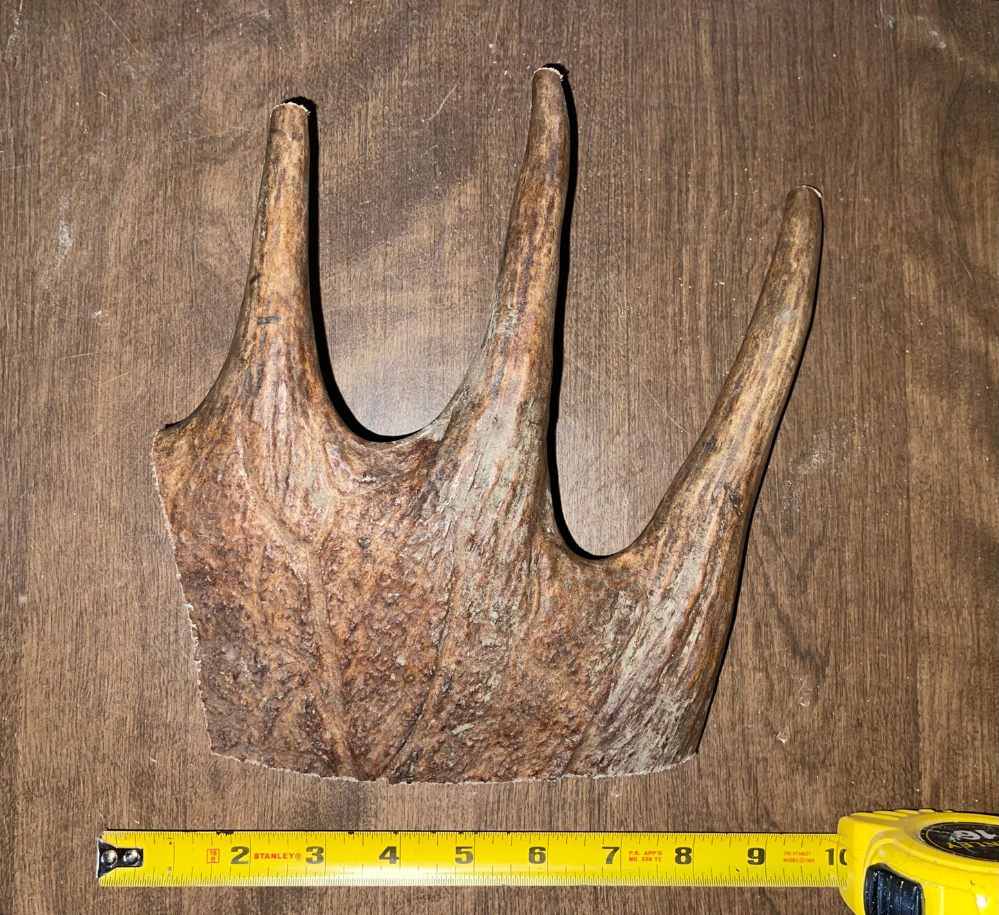 Nov-11 Monster Moose Paddle