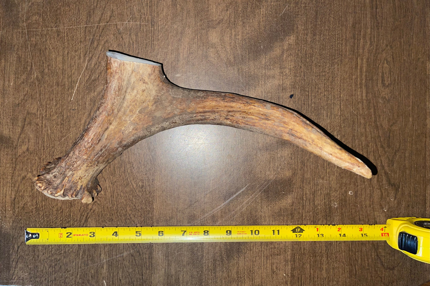 BF-112-Moose Beam With Tine Attached