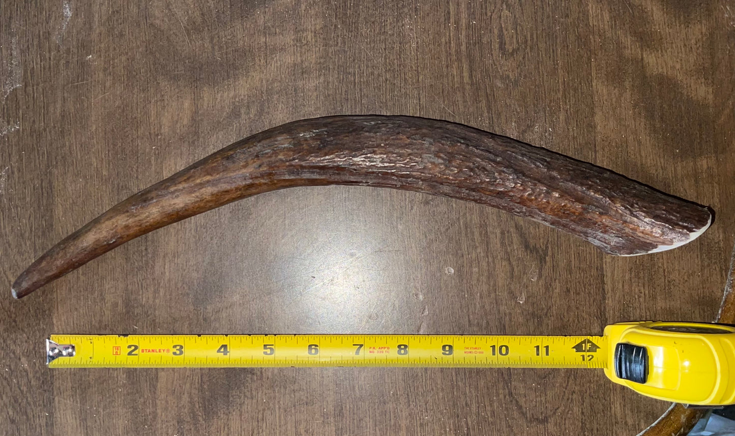 Nov-10- Monster Moose Tine