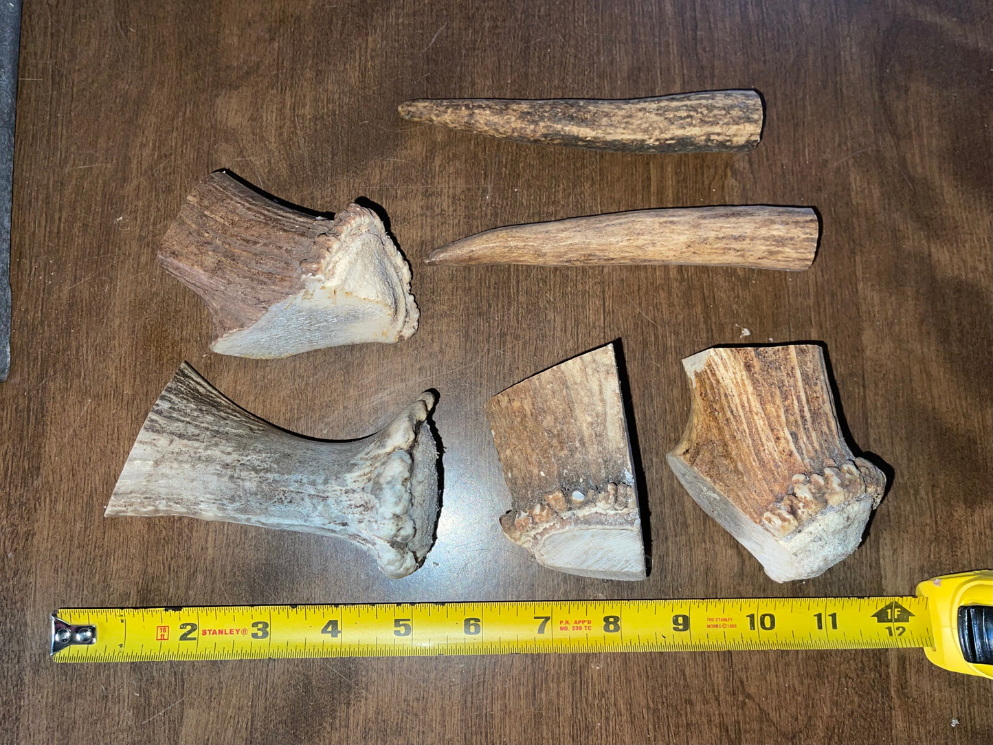 BF-66- 4 Elk Burr for good to very good chewers 2 medium tines ( dog up to 45 pounds, puppies)