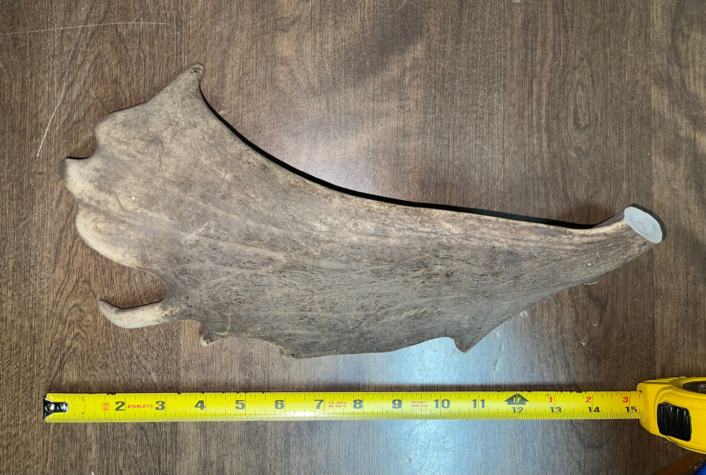 BF-53- Fallow Deer Paddle