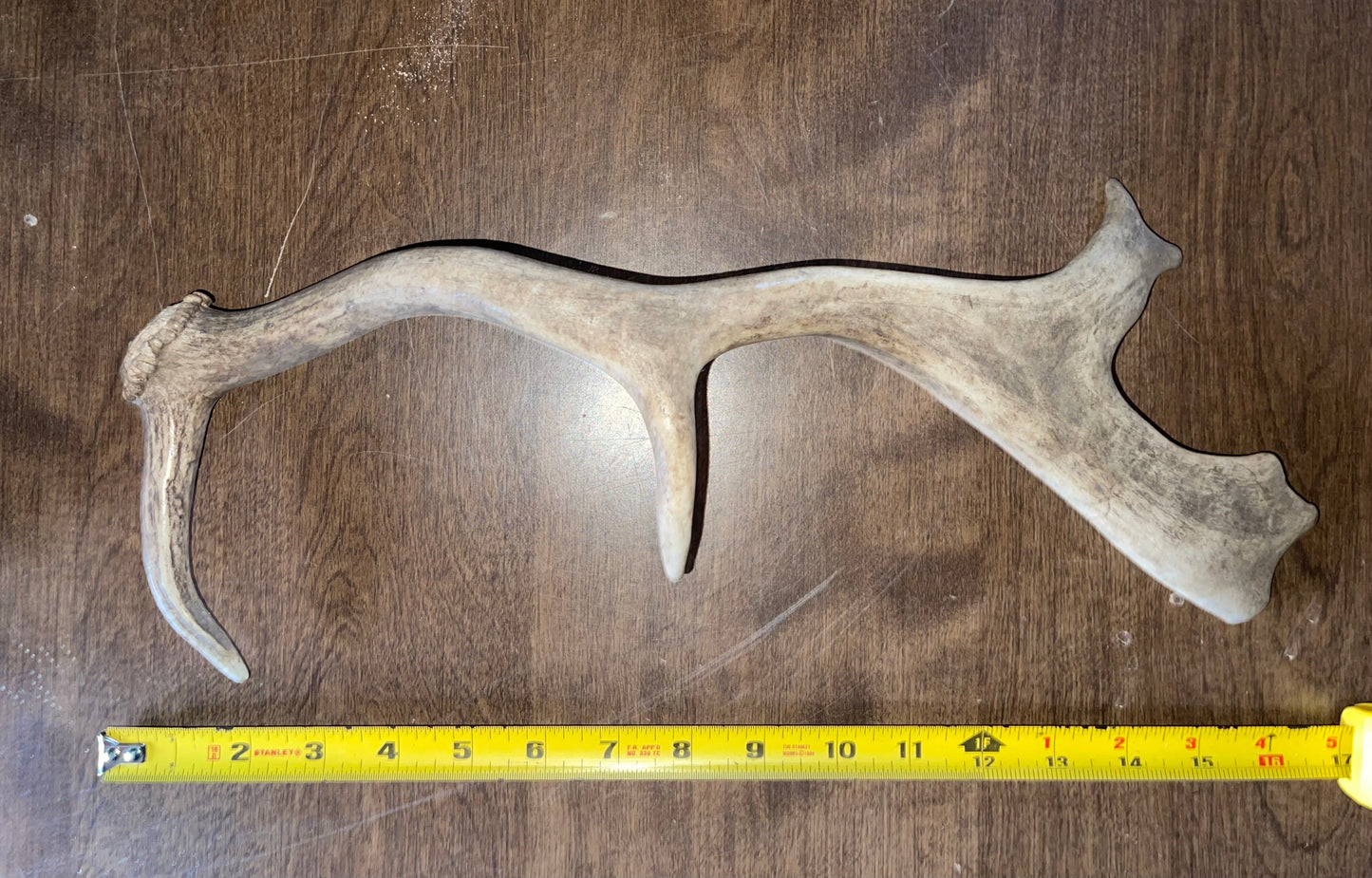 BF-110-Fallow Deer Shed
