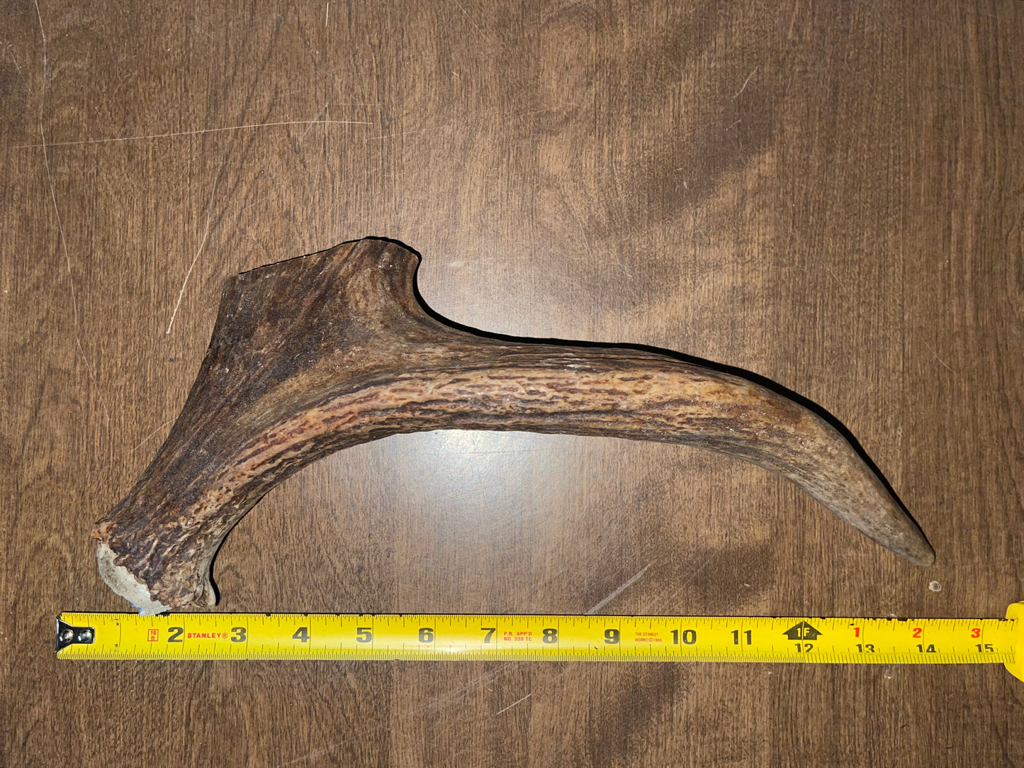 BF-113-Moose Beam With Tine Attached
