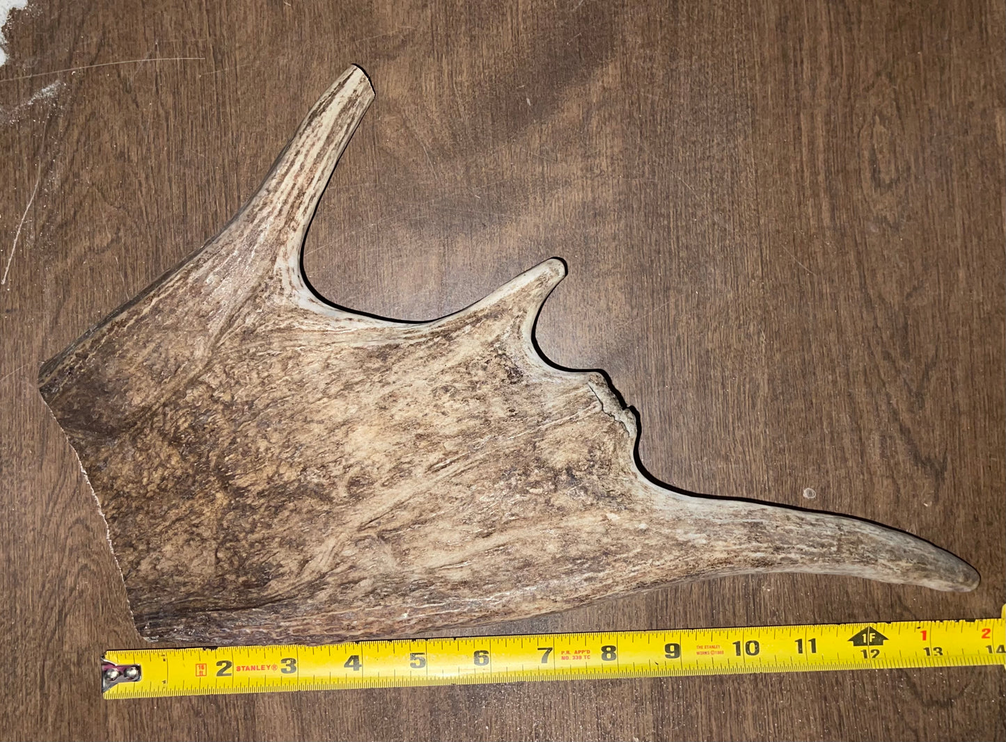 BF-23-Monster Moose Paddle