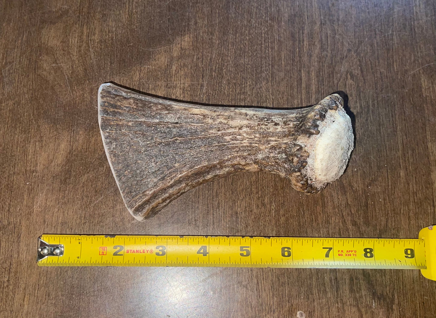 July-15 Moose Beam for good chewers