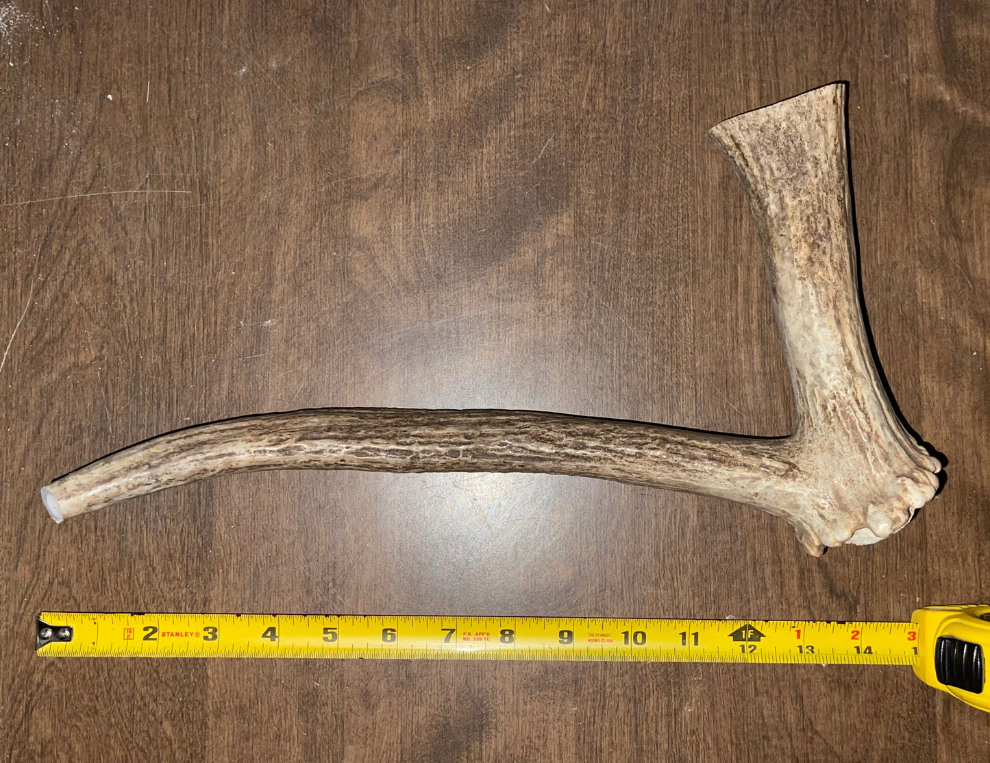 Oct -14 Moose Beam with Tine