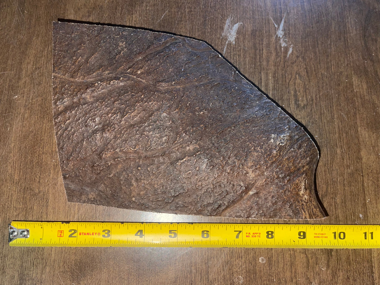 May20 Moose Paddle Chunk for good chewers