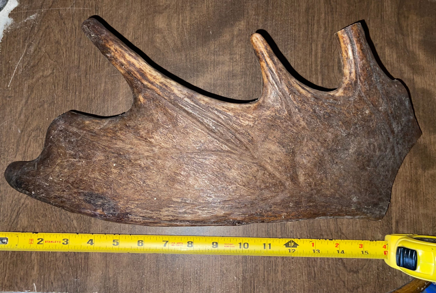 BF-28-Dino Moose Paddle