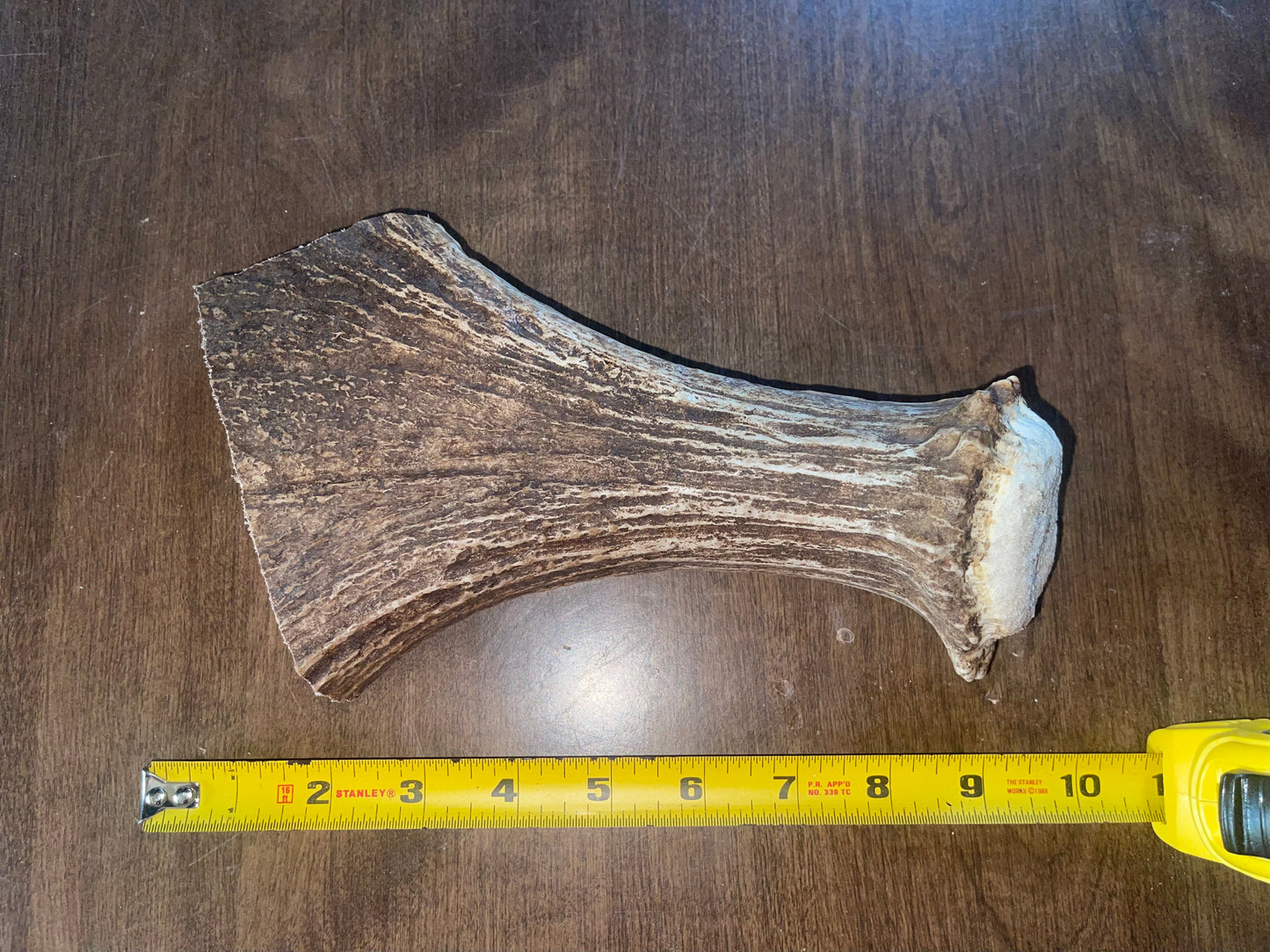 Sept-10-Monster Moose Beam XL For Powerful chewers