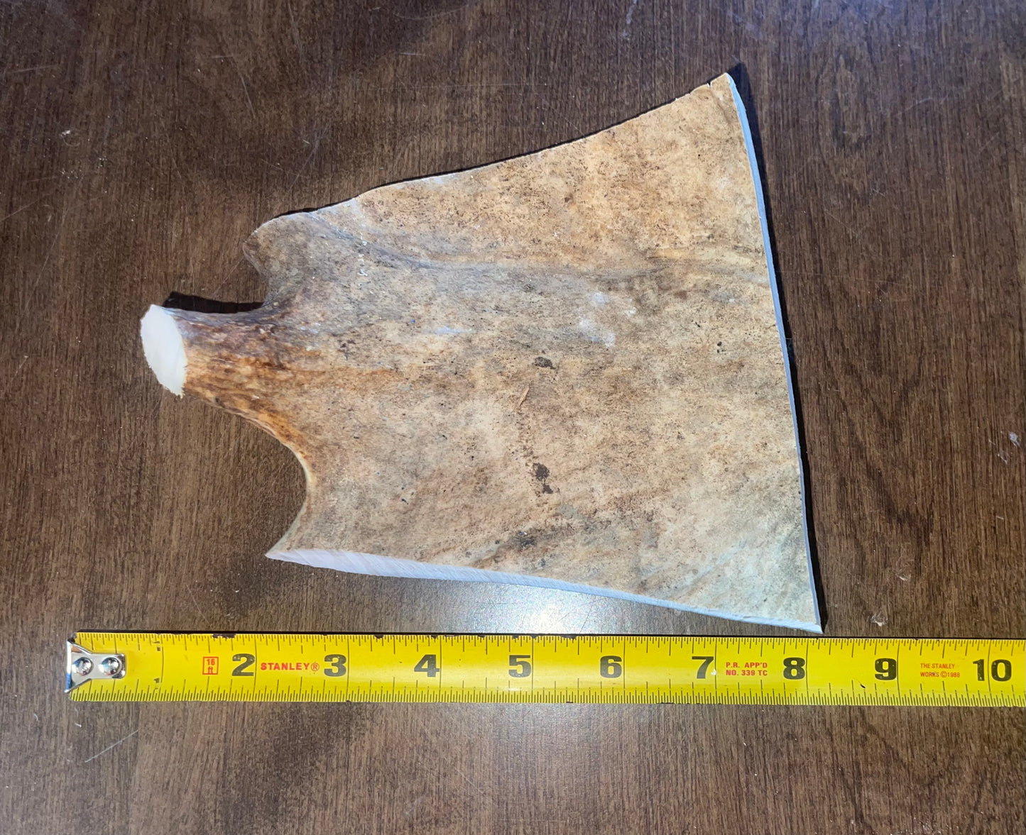 May18 Moose Paddle Chunk for good chewers