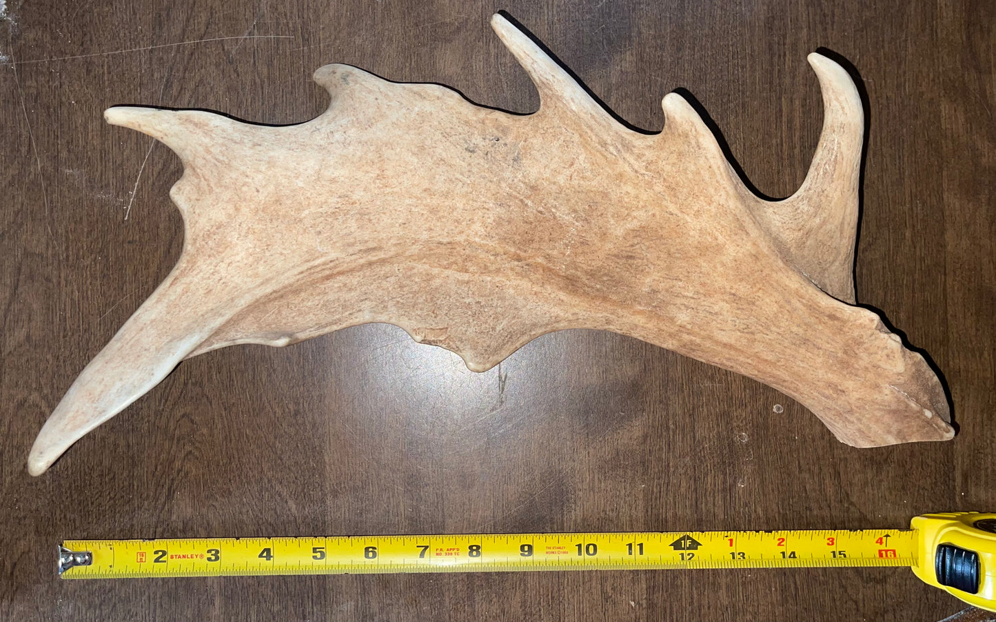 #2 Fallow Deer Paddle