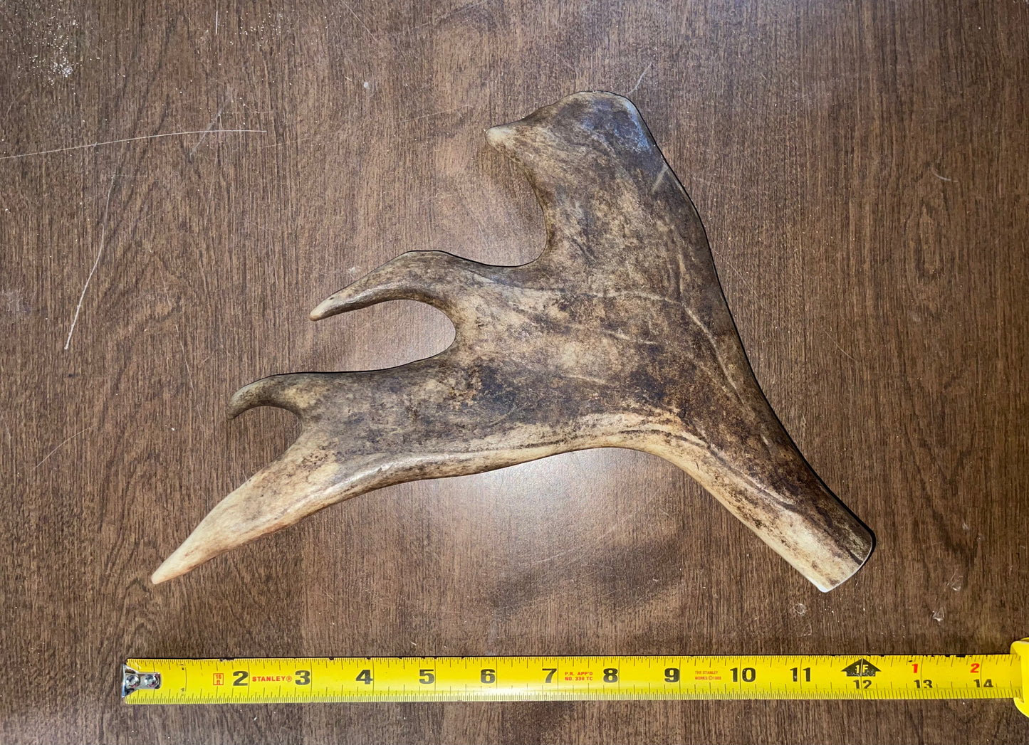 #2 Caribou Paddle Fan Shape