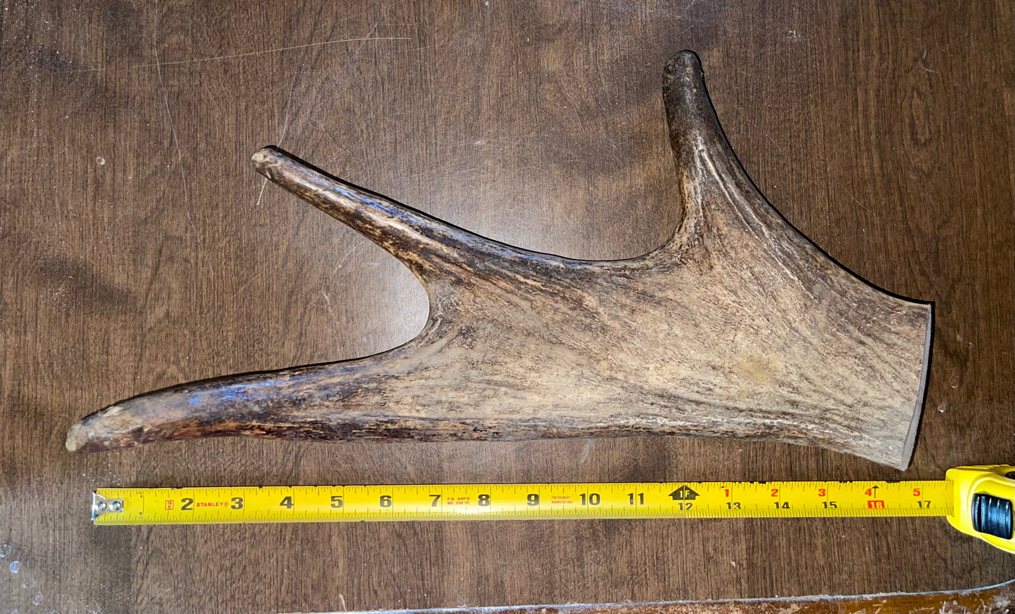 Monster Moose Crown Paddle Aug-20