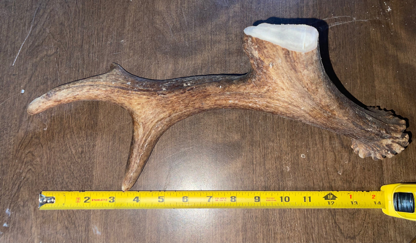 #8- 8/17/23 Moose Beam with Claw