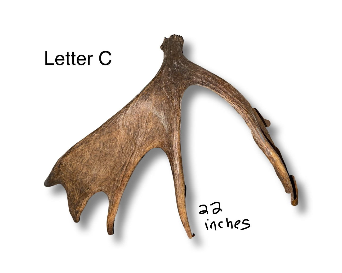 Moose Shed #C