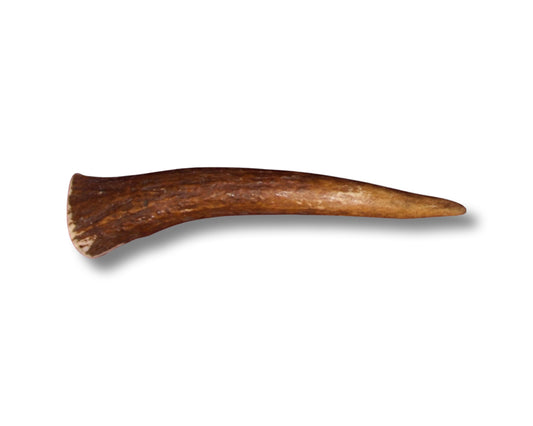 Large Moose Antler Tine For Dogs Up To 50 Pounds. Very Good Chewers