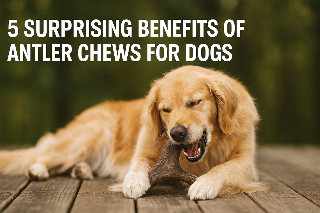 5 Surprising Benefits of Antler Chews for Dogs