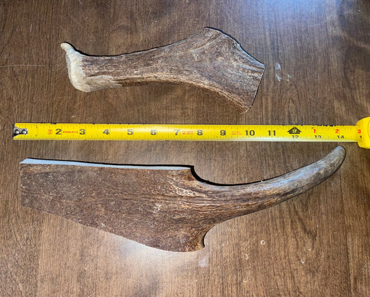 April49 Mini Moose Beam/ Moose Tine XL