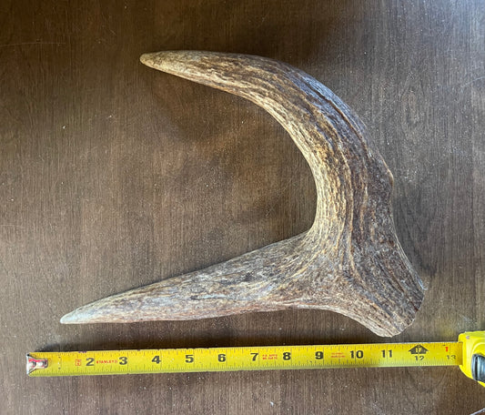 Sept-15 Massive Moose Claw for powerful chewers
