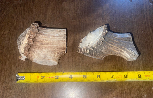 April50 Elk Burr Duo