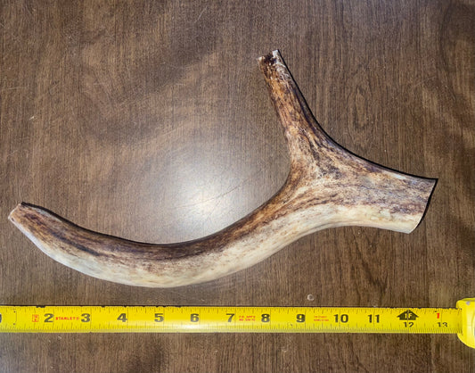 March-5 Moose Claw XLarge for very good to very good chewers