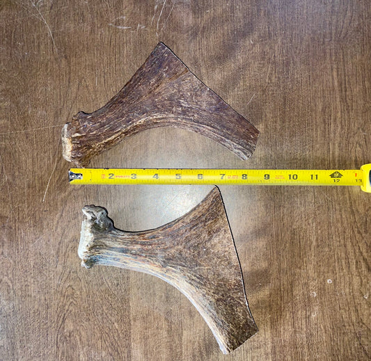 Clearance-5-Moose Beam/Paddle  Duo
